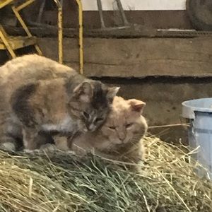 Meet your Posher, Diana